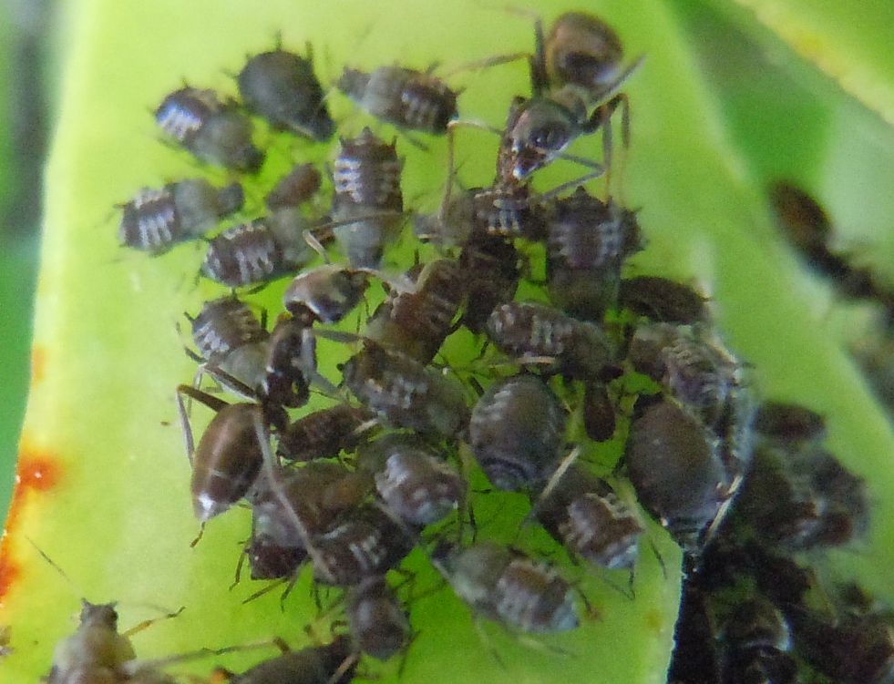 Aphis fabae su Carpobrotus edulis